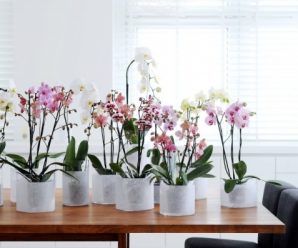 Грубые ошибки в уходе за орхидеей